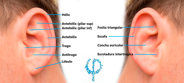Objetivos de la Otoplastia