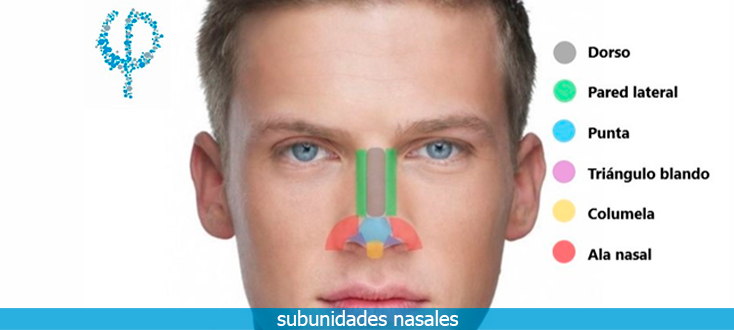 Rinoplastia - Partes de la nariz